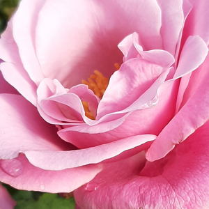 Buy Roses Online - Pink - hybrid Tea - intensive fragrance -  Barbra Streisand - Tom Carruth - -